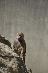 Poster - monkey wild Papio baboon on rocky stone