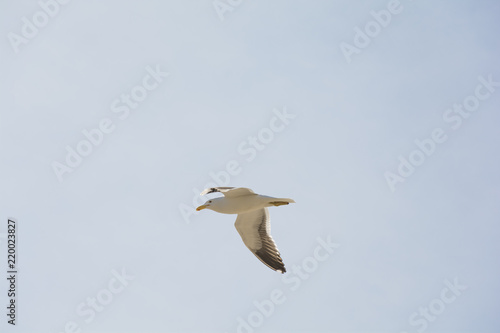 Gaviota Ave Volando Buy This Stock Photo And Explore