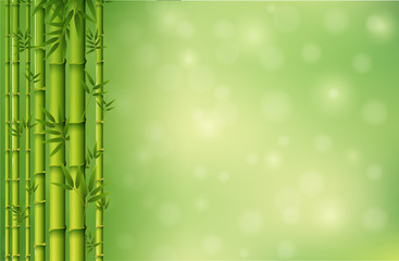  A green bamboo wallpaper