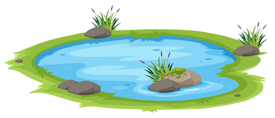 a natural pond on white background