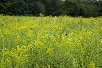 field of yellow wild flowers in bloom, sunny day, forest in background