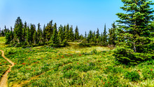 Hiking Through Alpine Meadows With Wild Flowers On Juniper Ridge Of Tod Mountain Near The Alpine Village Of Sun Peaks In The Shuswap Highlands Of The Central Okanagen In British Columbia, Canada