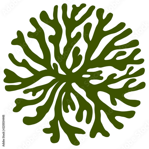 すべての動物の画像 元のイラスト 海藻