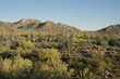 © Aaron - The sun sets in the beautiful Saguaro Forest in Arizona