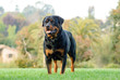 Rottweiler dog outdoor portrait standing in grass