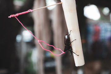 Closeup image of a Dynastes hercules tied by a rope on sugarcane piece