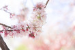 Cherry blossom on branch with bokeh background in the morning, sun ray.