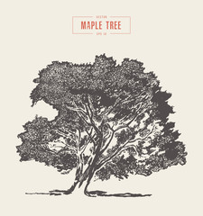 high detail vintage maple tree, hand drawn, vector