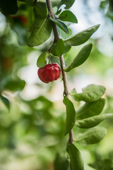 tropical red cherry fruit on tree