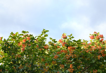 A Snowball Tree On A Background Cloudy Sky. Background.
Bunches Of Orange Berries In Green Foliage. The Sky Is Covered With Light White Clouds.