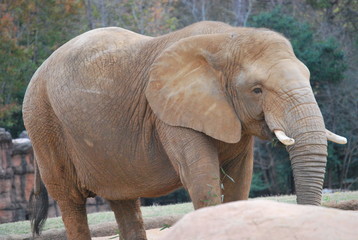 African Elephant