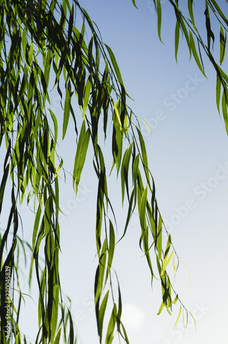 柳の葉 Stock 写真 Adobe Stock