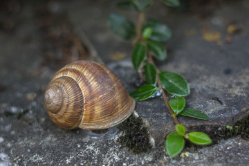 Snail in a spiral shell closeup. Snail in the shell. A pattern on the shell of a snail.