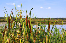 Cattail At A Pond