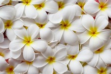 Selective Focus, Close Up White Plumeria Flower Top View For Woman Spa And Beauty Concept Product Background