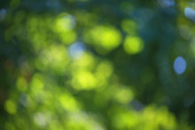 Blurred Bokeh Effect On A Background Of Green Tree Leaves