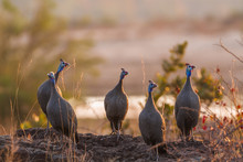 Helmeted Guineafowl In Kruger National Park, South Africa ; Specie Numida Meleagris Family Of Numididae