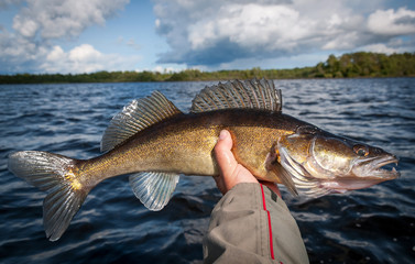 Wall Mural - Beautiful predator fish - walleye