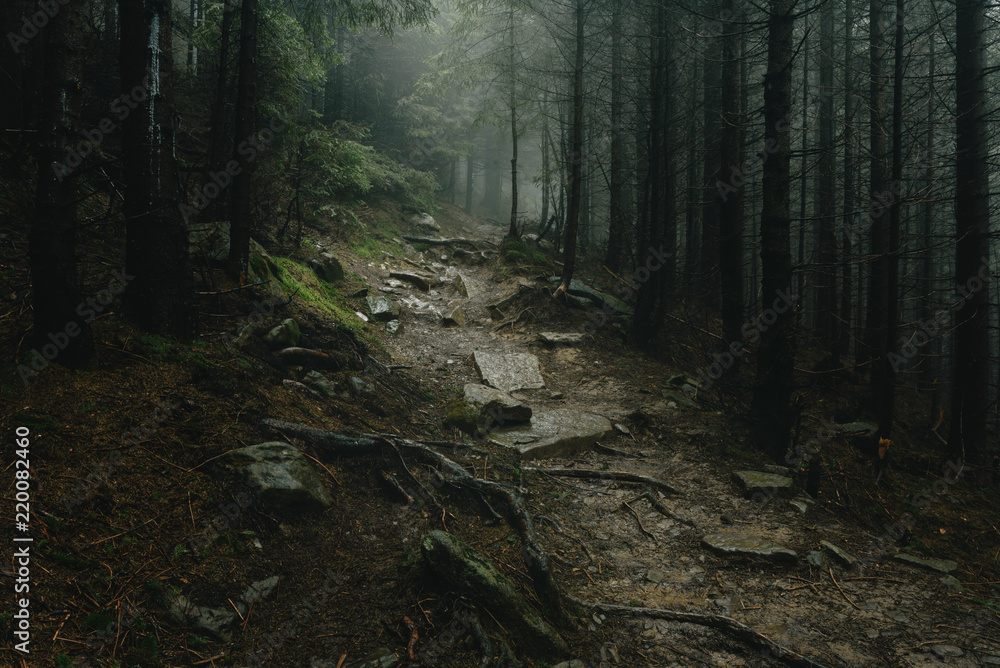 Landscape of a mystical forest covered with fog. - obrazy, fototapety, plakaty 