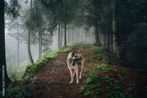 Fotografía Summer landscape with dog in a forest with fog.