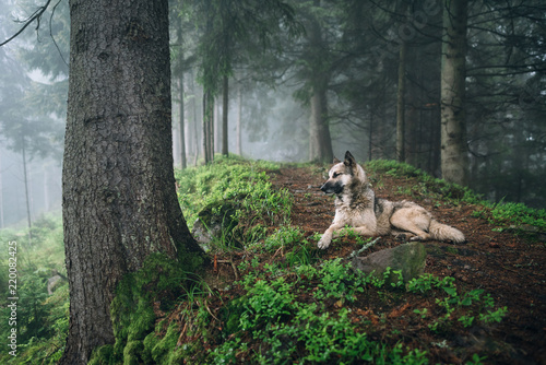 Pinturas sobre lienzo Summer landscape with dog in a forest with fog.