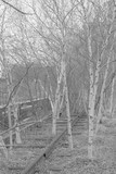 Fototapeta  - A group of trees living on a railway line