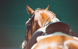 Beautiful horse portrait during dressage competition. Equestrian sport background.
