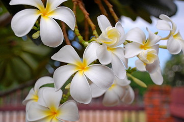 Wall Mural - Plumeria flowers blooming in summer in Thailand
