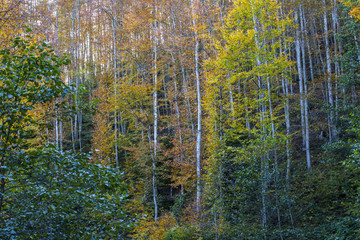 Sticker - yellow colors of autumn