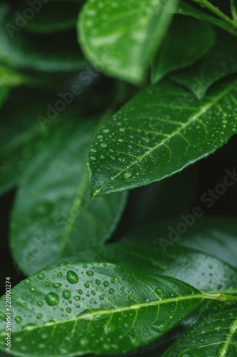 Close Up Of Leaves With Water Drops After Dew Buy This