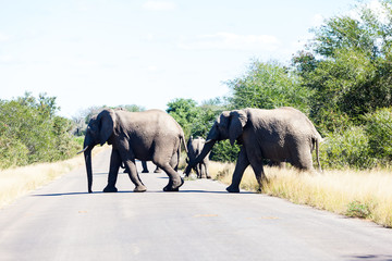 Wall Mural - Elephants crossing the road while protecting the young, Kruger park, South Africa.