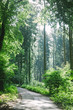 © LIGHTFIELD STUDIOS - road in beautiful green forest in Hamburg, Germany