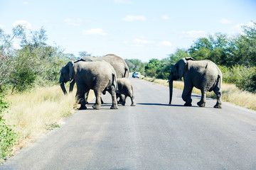 Wall Mural - Elephants crossing the road while protecting the young, Kruger park, South Africa.