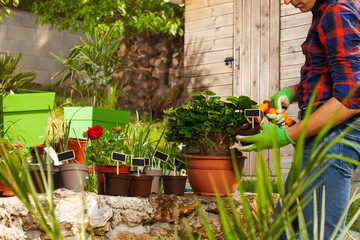 Gardener watering plants using hand sprinkler