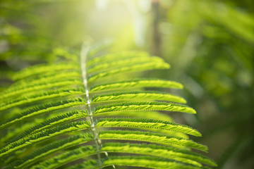 Wall Mural - Closeup green leaf in garden with sunlight