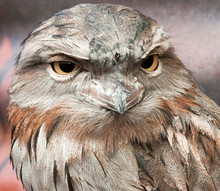 Close-up Of Tawny Frogmouth Face