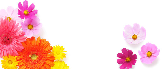 Wall Mural - Gerbera, roses and cosmos flowers isolated on white background, top view, flat lay. 