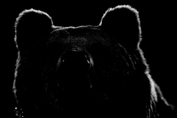 Wall Mural - brown bear face contour in black and white. bear face on black background.