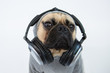 Cool pug wearing a hoodie and listening to music with headphones