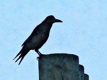 Watercolour Painting Of A Rook On A Chimney Pot In Silhouette. Pale Blue Sky Background.
