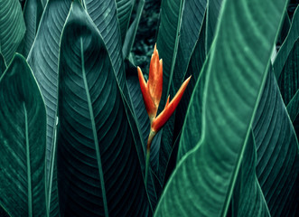Naklejka kwiat wzór świeży tropikalny natura