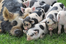 A Pile Of Piglets
