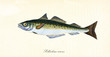 Ancient colorful illustration of Saithe (Pollachius virens), side view of the greenish streamlined fish, isolated element on white background. By Edward Donovan. London 1802