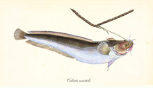 Ancient Colorful Illustration Of Fivebeard Rockling (Ciliata Mustela), Side View Of The Long Fish Trapped By A Rope, Isolated Element On White Background. By Edward Donovan. London 1802