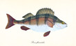 Ancient colorful illustration of European Perch (Perca fluviatilis), side view of the fish with its multicolored skin, isolated element on white background. By Edward Donovan. London 1802