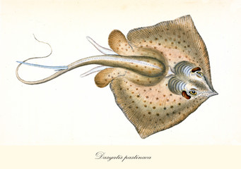 Wall Mural - Ancient colorful illustration of Common Stingray (Dasyatis pastinaca), top view of the brown bright ray with its long tail, isolated elements on white background. By Edward Donovan. London 1802