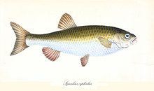 Ancient Colorful Illustration Of Common Chub (Squalius Cephalus), Side View Of The Fish With Its Yellow And White Skin, Isolated Element On White Background. By Edward Donovan. London 1802