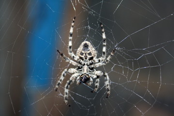 A large female spider (araneus diadematus) wove spider web, and expects prey