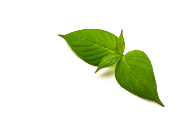 Wall Mural - Green leaves isolated on white background.