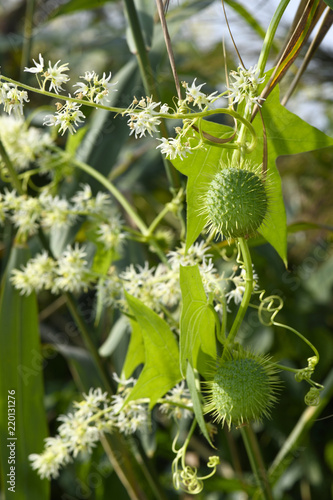 Stachelgurke Echinocystis Lobata Bluten Und Fruchtstande Wild Cucumber Buy This Stock Photo And Explore Similar Images At Adobe Stock Adobe Stock